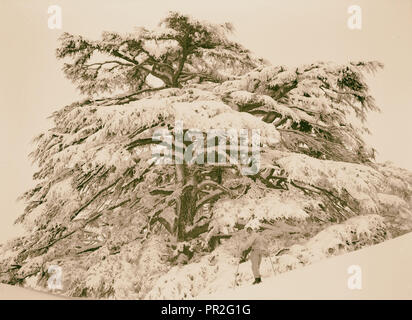 Parmi les cèdres, Cedar Grove. 1946, au Liban Banque D'Images