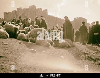 Marché de moutons à la porte d'Hérode. 1934, Jérusalem, Israël Banque D'Images