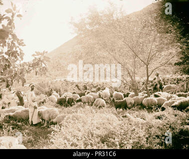 Ensemble de treize sélectionnez Diapositives de la vie de berger, illustrant le vingt-troisième Psaume. "Il me fait reposer dans de verts pâturages Banque D'Images