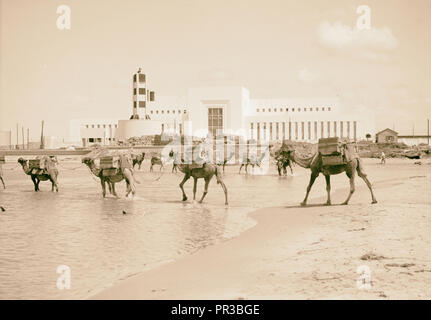 Tel Aviv. La lecture de la chambre d'alimentation avec des chameaux de la rivière à gué. 1934, Israël, Tel Aviv Banque D'Images