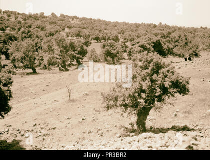 Djebel el-Druzes et Hauran. Forêt de chênes. Au sud de Soueida. 1938, la Syrie, l'Suwaydāʾ Banque D'Images