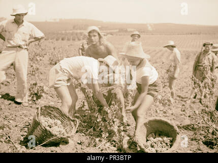 Activités Vintage à Richon-le-Zion, août 1939. Groupe de vendangeurs. 1939, Israël, Richon le-Tsiyon Banque D'Images