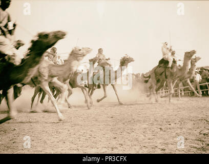 Réunion de courses (horse & Camel). Beer Schéba. Une course de chameaux en plein élan. 1940, Israël, Beersheba Banque D'Images