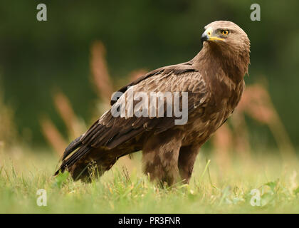 L'aigle pomarin (Clanga pomarina) Banque D'Images