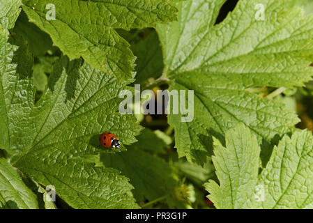 Petite coccinelle sur une feuille verte Banque D'Images