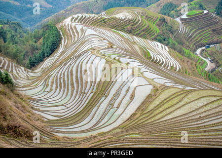 Le Longsheng rizières en terrasse dans le Guangxi, Chine Banque D'Images