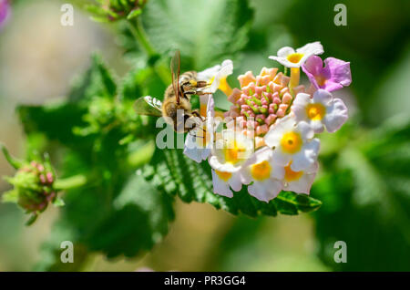 Abeille sur la Verbena officinalis,fond vert. Banque D'Images