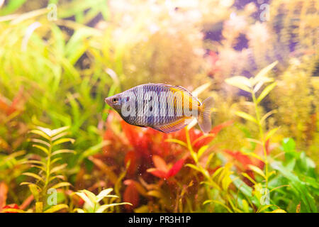 Melanotaenia boesemani mâle dans un aquarium close up Banque D'Images