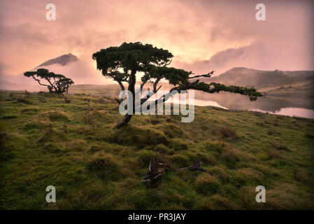 Açores Juniper tree Lagoa do Capitao contre nuages près du mont Pico, Sao Roque do Pico, l'île de Pico, Açores, Portugal Banque D'Images