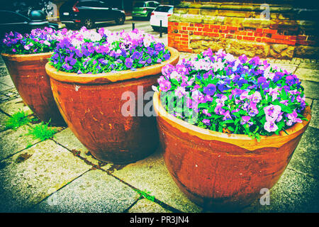 Viola tricolor fleurs dans les parterres dans la rue de Wroclaw, Pologne Banque D'Images