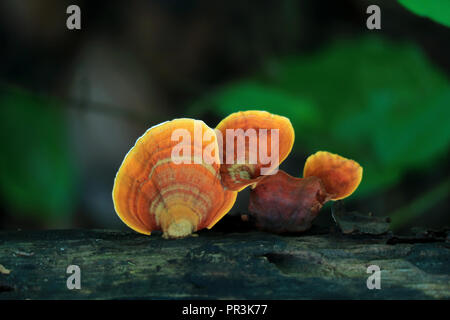 Jaune Orange en forme de champignon ou de ventilateur des champignons sauvages sur tronc d'arbre, forêt tropicale en Thaïlande Banque D'Images