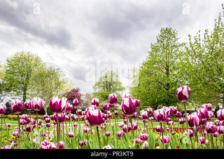 Un lit de la fleur mauve et blanc tulipes dans un parc ce qui porte la couleur à une journée de ciel gris, Nottingham, England, UK Banque D'Images