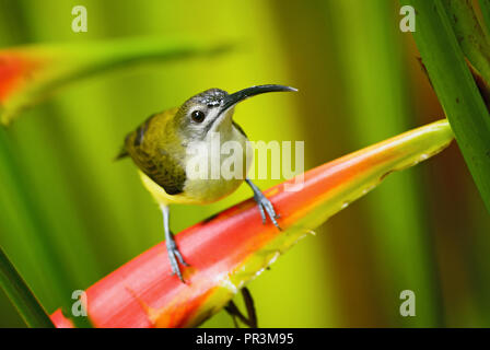 Peu Spiderhunter - Arachnothera longirostra, belle peu colorés de sunbird les forêts, les boisés et les jardins de la Thaïlande. Banque D'Images