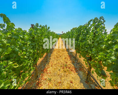 Rangées de raisin blanc à l'un des nombreux vignobles. Los Olivos, Santa Ynez Valley, au nord de Santa Barbara, Californie, Etats-Unis, populaire pour des dégustations de vin. Banque D'Images