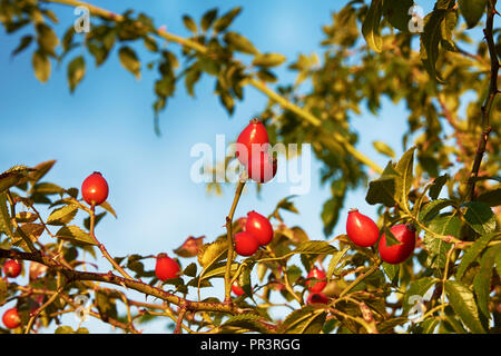 Fruits d'églantier de guérison sur une branche d'épines et de feuilles, avec un fond de ciel bleu. Banque D'Images