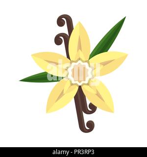 Fleur de vanille avec croix et de feuilles. Spice pour les culinaires. Illustration de Vecteur