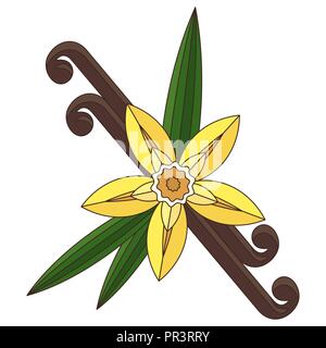 Fleur de vanille avec croix et de feuilles. Spice pour les culinaires. Illustration de Vecteur