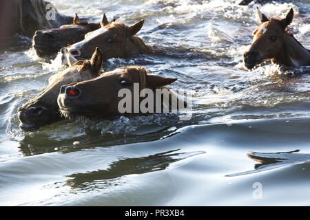 Poneys sauvages traverser Assateague canal pendant la 92e assemblée annuelle de natation sur Poney Chincoteague Chincoteague Island, Virginie, le 26 juillet 2017. Le personnel de la Garde côtière de Chincoteague aidera les organismes d'application de la faire respecter les zones de sécurité de l'événement chaque année. Banque D'Images