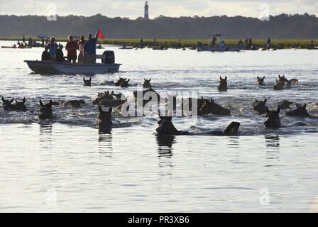 Un troupeau de poneys sauvages traverse Assateague canal pendant la 92e assemblée annuelle de natation sur Poney Chincoteague Chincoteague Island, Virginie, le 26 juillet 2017. Deux équipages de bateau à partir de la station de la Garde côtière canadienne Chincoteague appliquée des zones de sécurité pour l'événement, qui a attiré des milliers de spectateurs de tout le pays. Banque D'Images