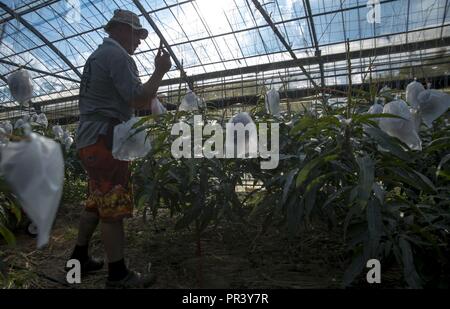 Mike A. Miranda, également connu sous le nom de Mango Mike, réunit des mangues à ses arbres, le 22 juillet 2017 à Motobu, Okinawa, Japon. Une fois qu'il réunit les mangues, Miranda mène à la chambre où il récolte pèse et les boîtes d'être vendus. Miranda, originaire d'Orlando, en Floride, est un vétéran de combat maritime qui s'est installé comme un agriculteur de mangue avec sa famille d'Okinawa. Banque D'Images