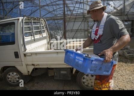 Mike A. Miranda, également connu sous le nom de Mango Mike, charge un panier de mangues, le 22 juillet 2017 à Motobu, Okinawa, Japon. Miranda puis mène à la chambre où il récolte les prépare à être vendus. Miranda, originaire d'Orlando, en Floride, est un vétéran de combat du Corps des marines qui s'est installé comme un agriculteur de mangue avec sa famille d'Okinawa. Banque D'Images