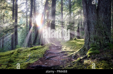 Le soleil qui brille à travers les arbres sur le Dungeoness trail dans le parc national Olympique. Banque D'Images