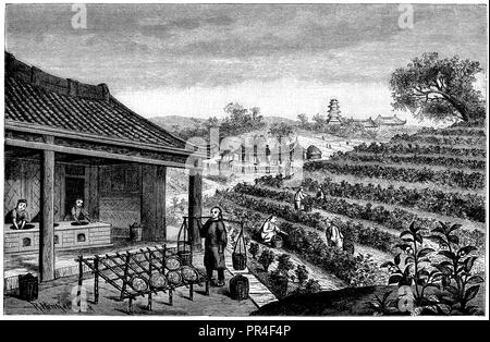 Arbuste de thé : récolte et culture en Chine, R. Henkel 1893 Banque D'Images