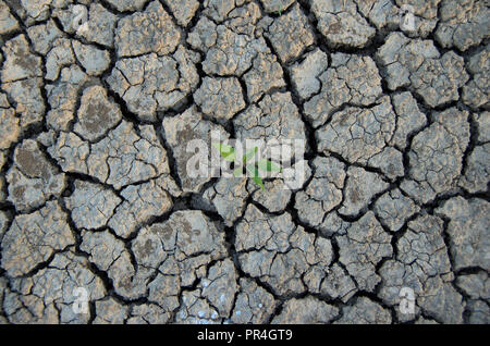 Les changements climatiques. Dry cracked earth avec la lutte pour la vie. Banque D'Images