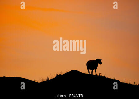 Flintshire, au nord du Pays de Galles, septembre 2018. Météo France : un clair givré de commencer la journée en milieu rural Flintshire. Un mouton solitaire silhouette sur le lever du soleil sur la montagne d'or Halkyn, Flinthsire, au Pays de Galles Banque D'Images