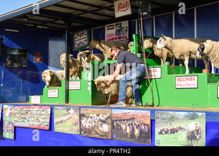 Peu de Carlton, Dorset, UK : 29 Septembre 2018 : Southwell de labour est le plus grand salon agricole un jour dans le Nottinghamshire, créé en 1855 et dirigé par un comité composé de gens d'affaires locaux et les amateurs en milieu rural. Le salon annuel a lieu à un endroit différent chaque année avec 2018 qui se tient à peu de Carlton. Crédit : Ian Francis/Alamy Live News Banque D'Images