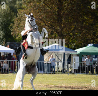 29 septembre 2018 Brentwood Essex Essex Afficher dans Weald Park Brentwood Essex en automne glorieux soleil. Jonathan Marshall entreprend un crédit d'affichage cheval Ian Davidson/Alamy Live News Banque D'Images