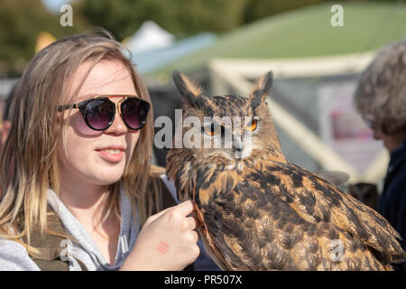 29 septembre 2018 Brentwood Essex Essex Afficher dans Weald Park Brentwood Essex en automne glorieux soleil. Un aigle hibou avec visiteur, Ian Davidson Crédit/Alamy Live News Banque D'Images