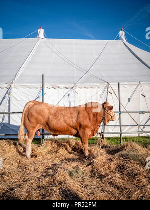 Great Gransden, UK. 29 septembre 2018, Great Gransden Cambridgeshire, Royaume-Uni. Une magnifique blonde bull sur l'affichage à la 116e assemblée annuelle Gransden and District Agricultural Society Show. L'événement met en valeur l'agriculture locale et la campagne de l'artisanat, de l'alimentation, de l'élevage. Julian crédit Eales/Alamy Live News Banque D'Images