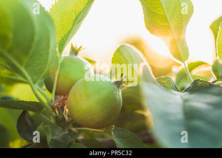 Un petit fruit vert entre apple le feuillage d'un arbre dans le magnifique coucher de soleil lumière du soleil Banque D'Images