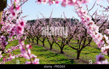 Plantation de pêchers en fleurs au printemps Banque D'Images