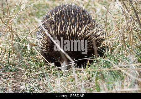 L'échidné le pâturage dans l'herbe par le côté de la route Banque D'Images