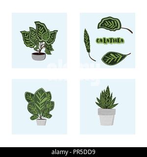Calatheas set. Sur les plantes avec des feuilles en forme de ciment texte autocollant. Vector illustration. Illustration de Vecteur