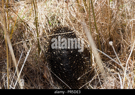 L'échidné le pâturage dans l'herbe par le côté de la route Banque D'Images