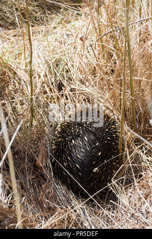 L'échidné le pâturage dans l'herbe par le côté de la route Banque D'Images