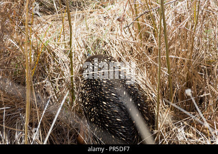 L'échidné le pâturage dans l'herbe par le côté de la route Banque D'Images
