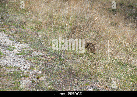 L'échidné le pâturage dans l'herbe par le côté de la route Banque D'Images