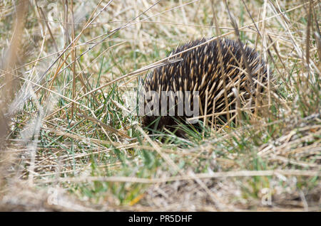 L'échidné le pâturage dans l'herbe par le côté de la route Banque D'Images