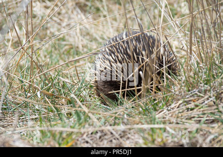 L'échidné le pâturage dans l'herbe par le côté de la route Banque D'Images