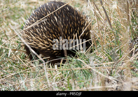 L'échidné le pâturage dans l'herbe par le côté de la route Banque D'Images