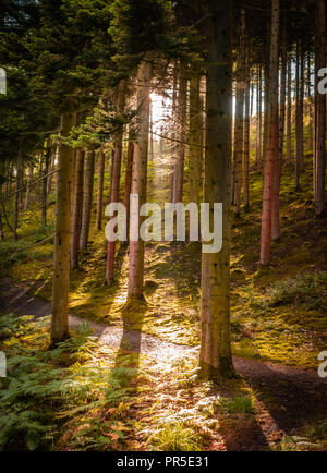 La lumière du soleil qui à travers les arbres en Pays de Galles, Aberystwyth Hafod Banque D'Images