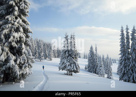Guy balades en raquettes dans la forêt d'épinettes. Paysage d'hiver avec des arbres dans la neige Banque D'Images