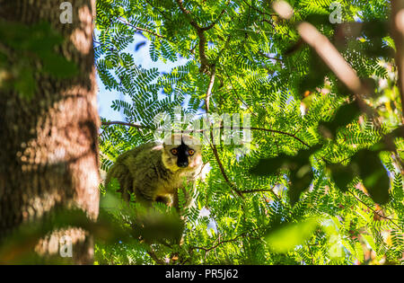 Les forêts sèches, les Tsingy de Madagascar côte ouest. Lémurien mignon caché dans l'arbre. Banque D'Images