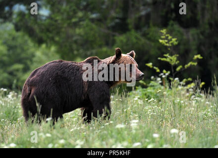Wild brown bear (Ursus arctos) Banque D'Images