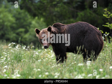 Wild brown bear (Ursus arctos) Banque D'Images