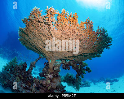 Coral photographié dans le rétro-éclairage du soleil sous l'eau Banque D'Images